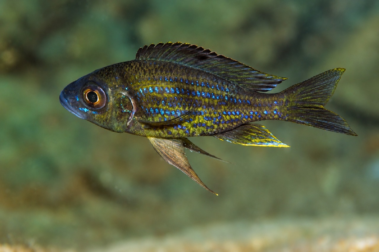 Aulonocranus dewindti 'Bulu Point'
